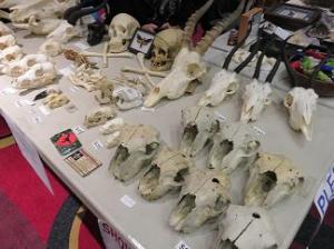 Skulls, skulls and more skulls.